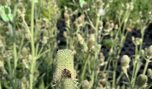 Eryngium agavifolium (9)