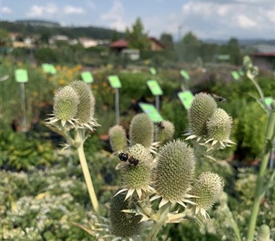 Eryngium agavifolium