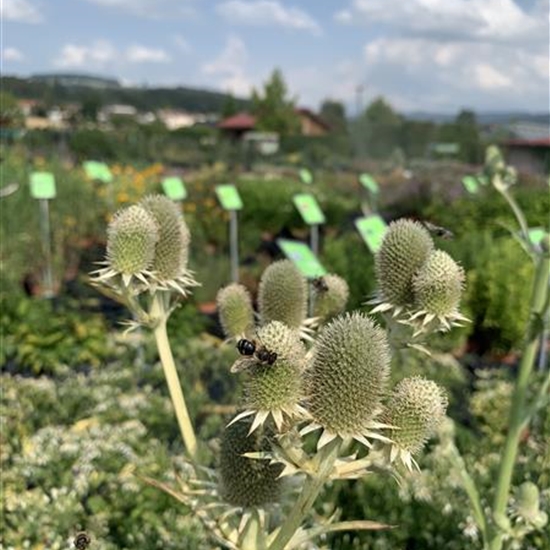 Eryngium agavifolium