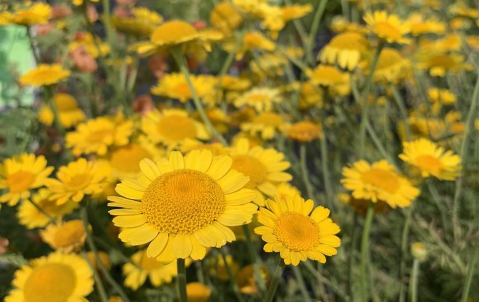 Anthemis tinctoria