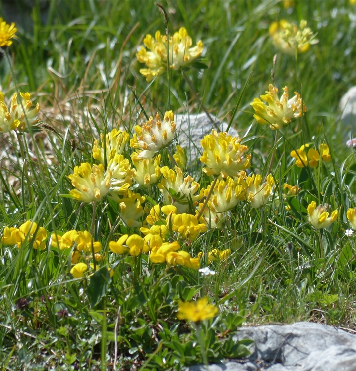 Gewöhnlilcher Wundklee