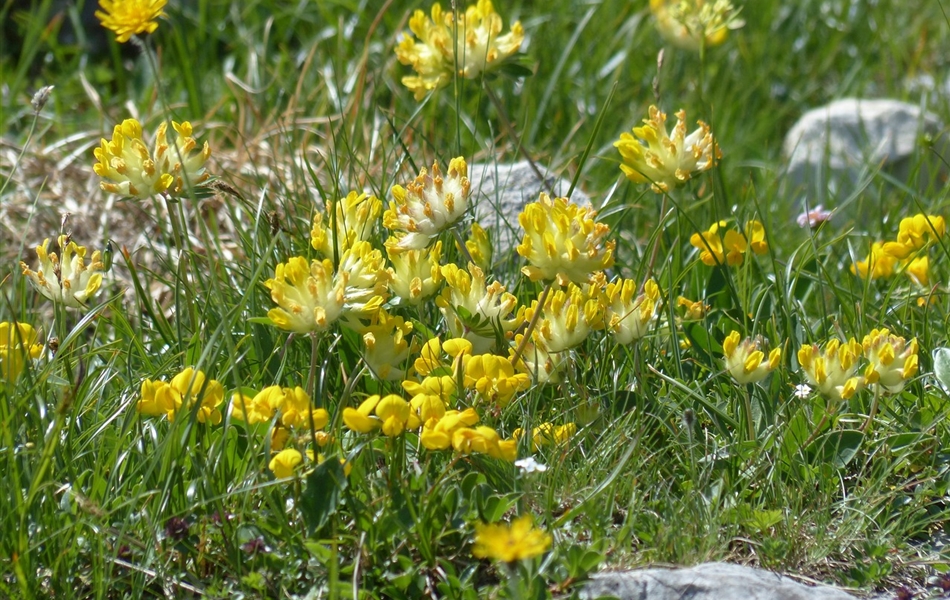 Anthyllis vulneraria