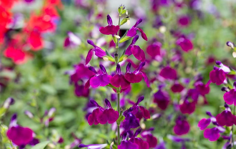 Salvia greggii 'Amethyst Lips'