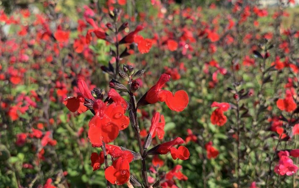 Salvia greggii 'Royal Bumble'