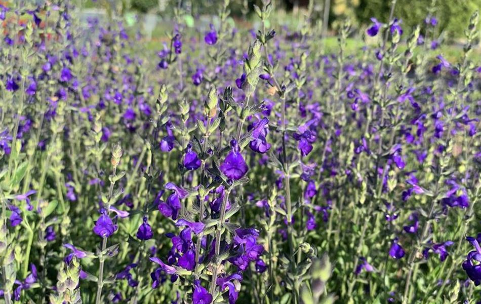 Salvia greggii 'Blue Note'