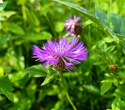 Centaurea scabiosa