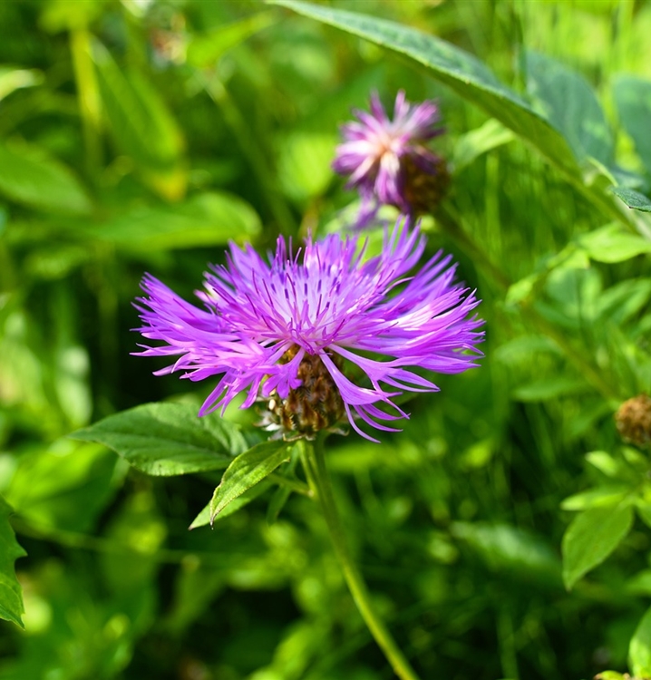 Scabiosen-Flockenblume