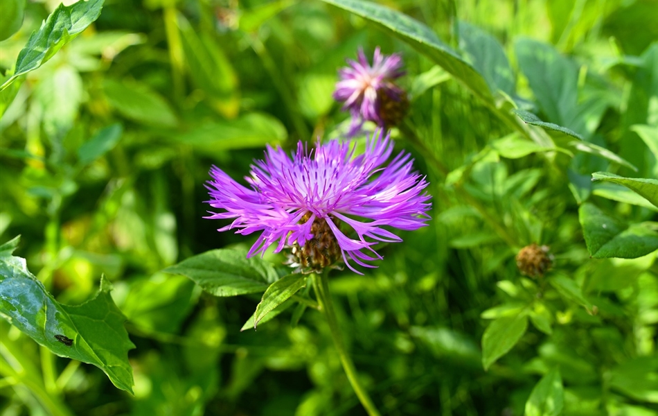 Centaurea scabiosa