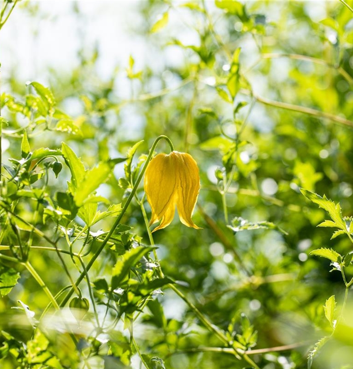 Waldrebe, Clematis