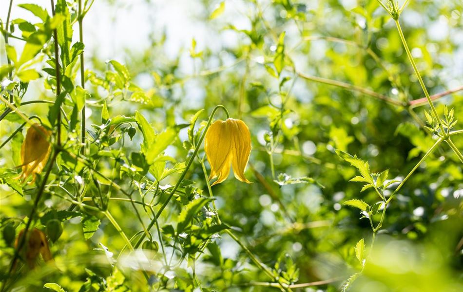 Clematis (Tangutica-Gruppe) 'Orange Peel'