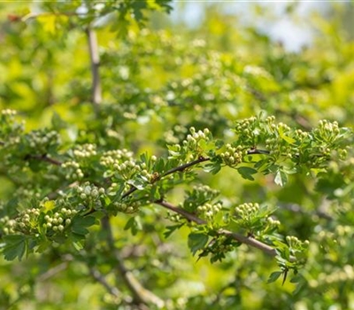 Crataegus laevigata