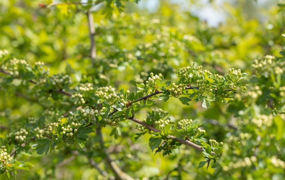 Crataegus laevigata