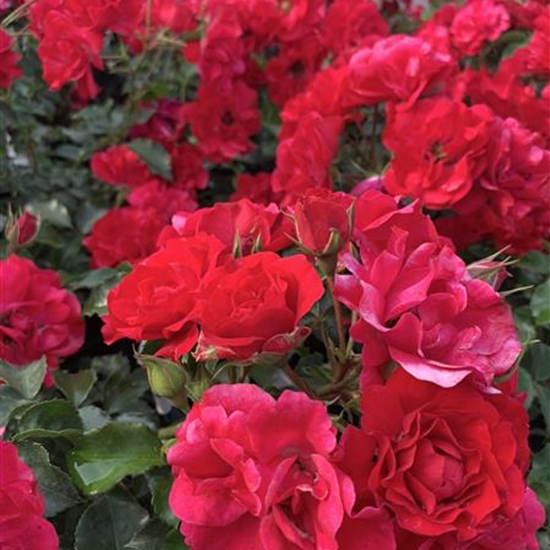 Rosa (Floribundarose) 'Rotilia'