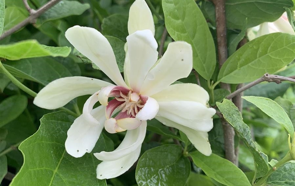 Calycanthus 'Venus'