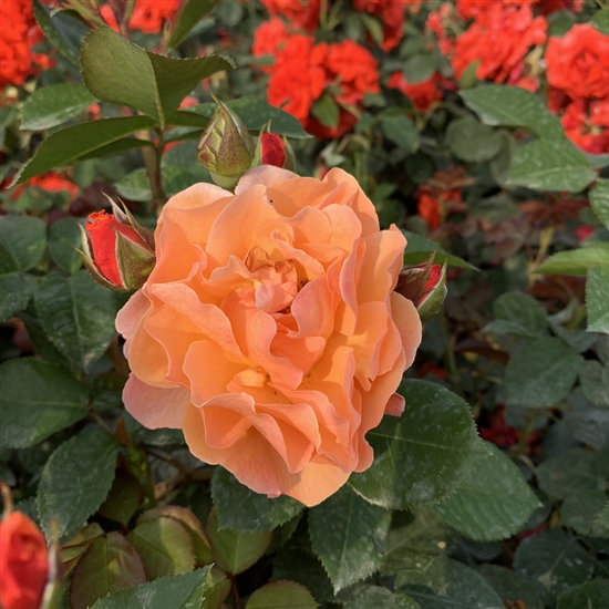 Rosa (Floribundarose) 'Arabia'