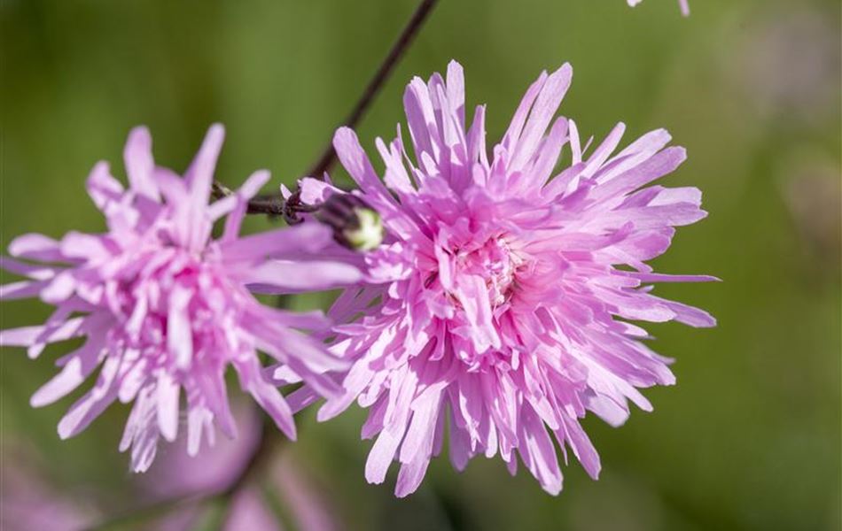 Lychnis flos-cuculi 'Petite Jenny'