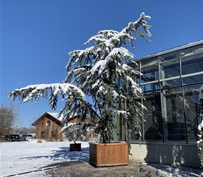 Cedrus libani 'Glauca' Nr. 347