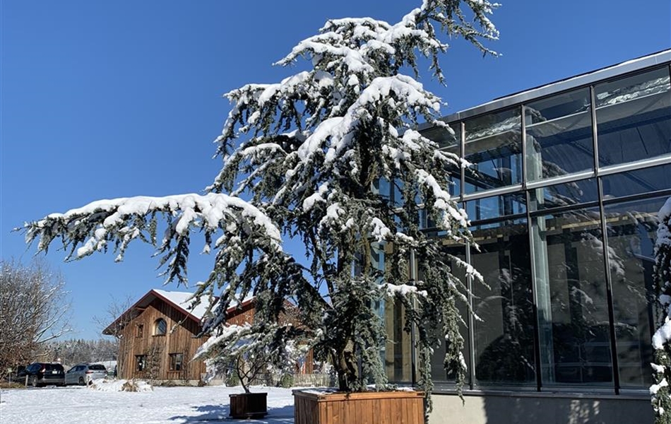 Cedrus libani 'Glauca' Nr. 347