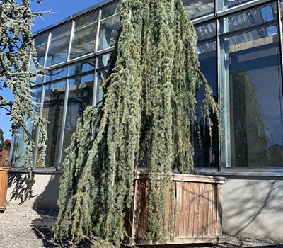 Cedrus libani 'Glauca Pendula' Nr. 121