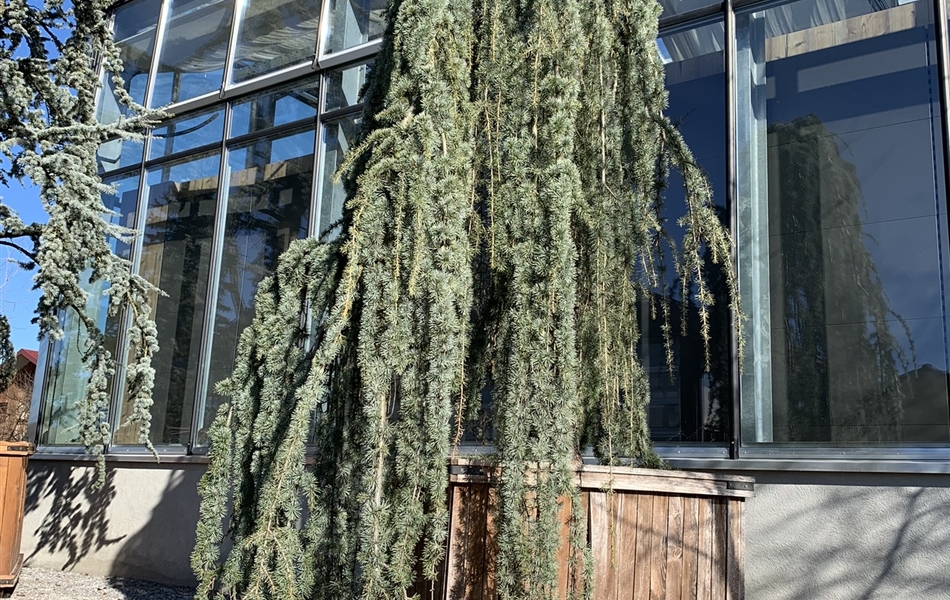 Cedrus libani 'Glauca Pendula' Nr. 121