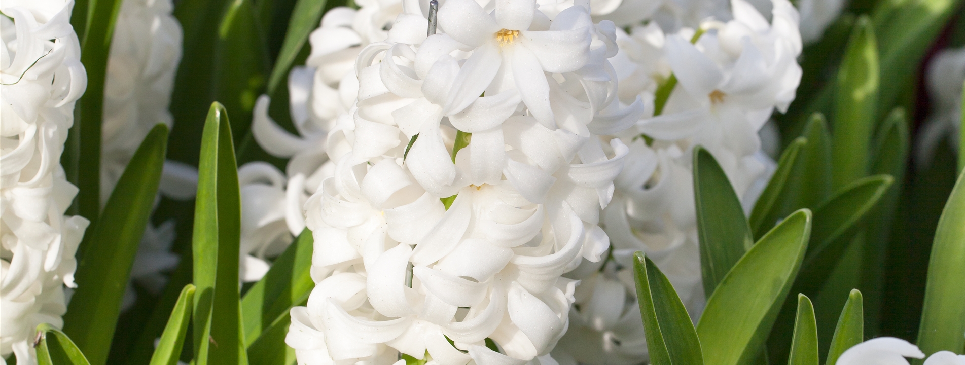 Hyazinthen (Hyacinthus)