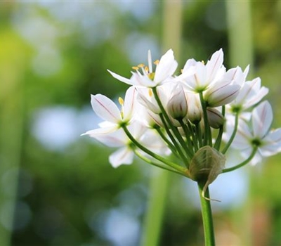 Allium 'Cameleon'