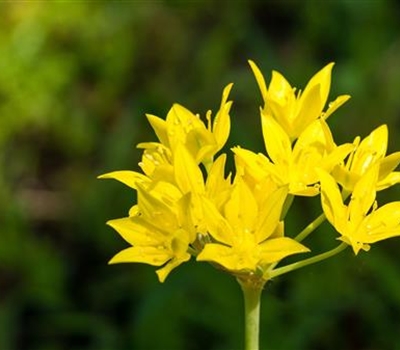 Allium flavum