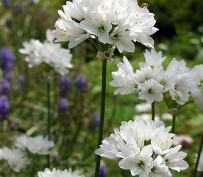 Allium roseum