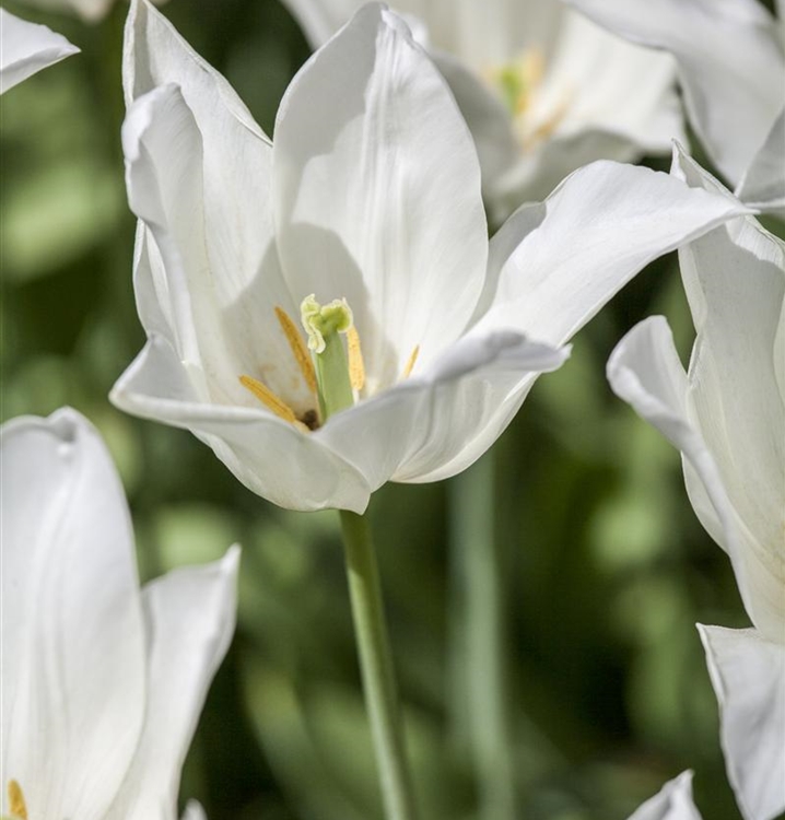 LilienblütigeTulpe