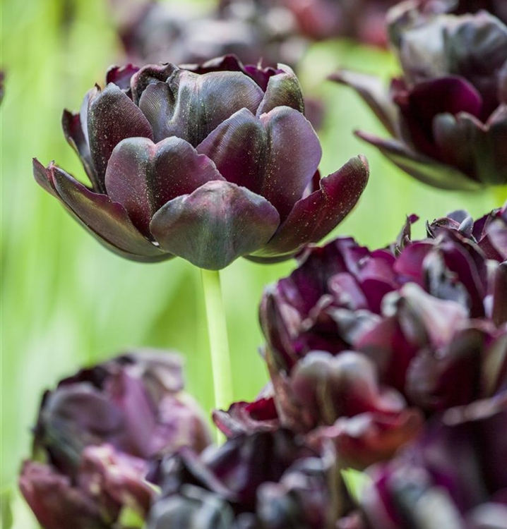 Gefüllte Tulpe