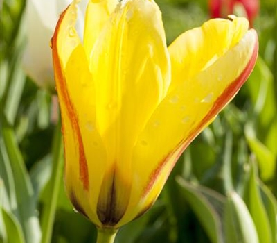 Tulipa 'Firework'