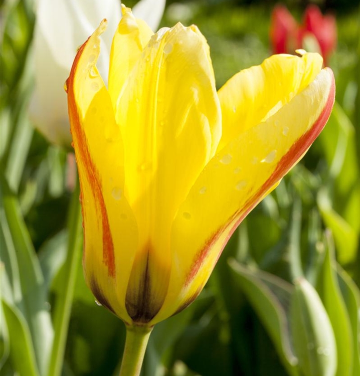 LilienblütigeTulpe