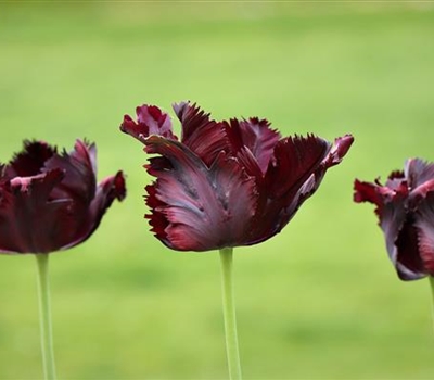 Tulipa 'Black Parrot'