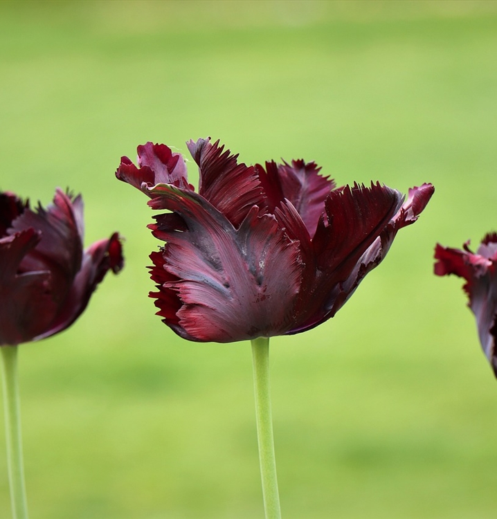 Papageien-Tulpe