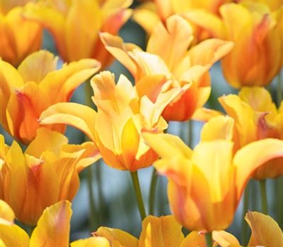 Tulipa 'Ballerina'