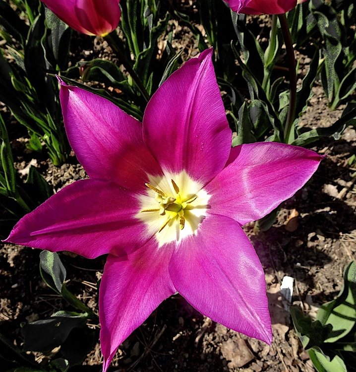 Türkische Zwerg-Tulpe