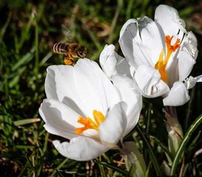 Crocus sieberi 'Ard Schenk'