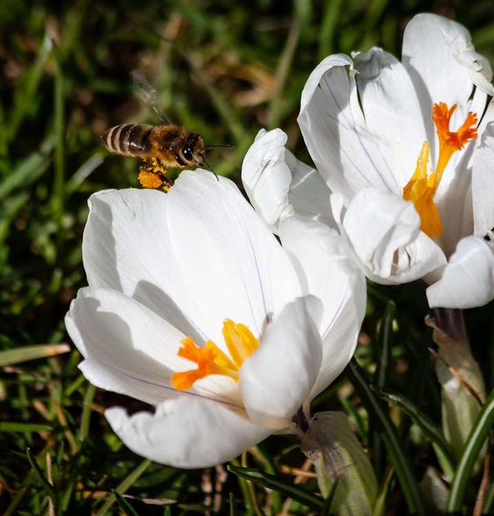 Krokus