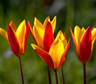 Tulipa clusiana var. chrysantha