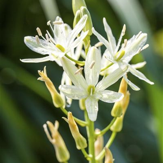 Camassia leichtlinii 'Alba'