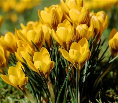 Crocus crysanthus 'Dorothy'