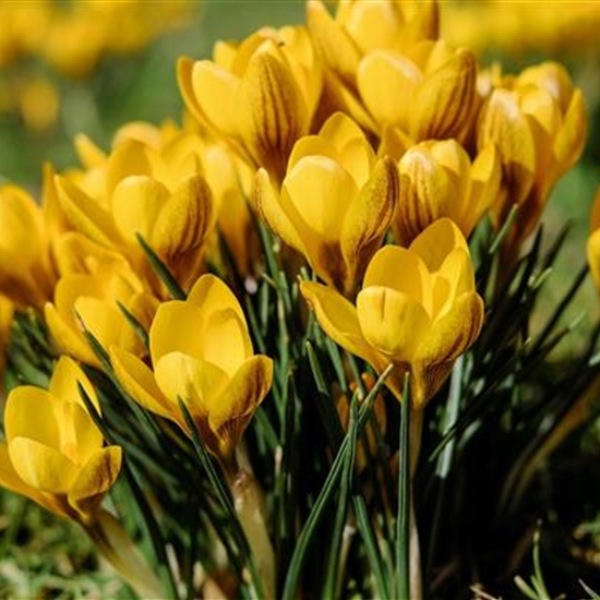 Crocus crysanthus 'Dorothy'