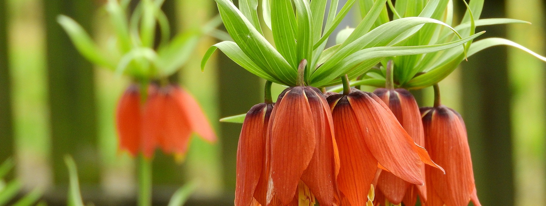 Kaiserkronen (Fritillaria)