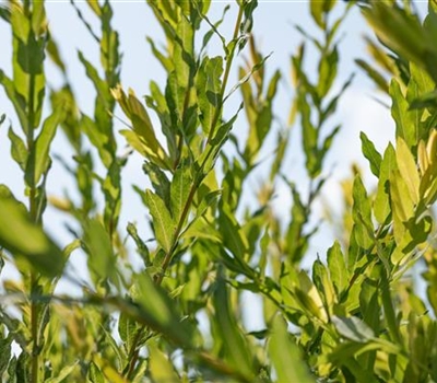 Salix purpurea 'Nana'