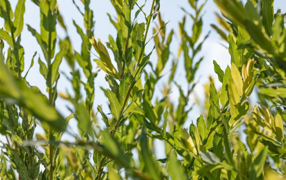 Salix purpurea 'Nana'