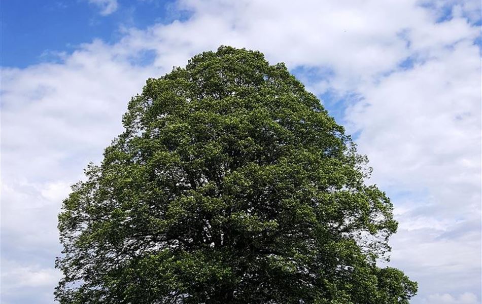 Tilia platyphyllos