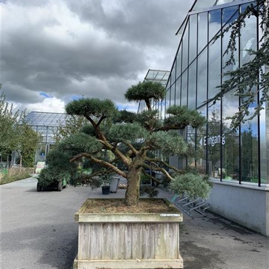 Pinus sylvestris 'Repens' Nr. 431