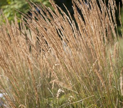 Calamagrostis acutiflora (x) 'Avalanche'