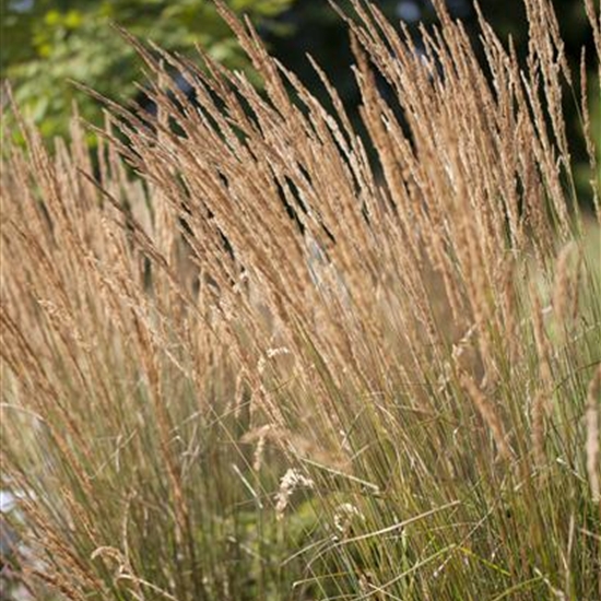 Calamagrostis acutiflora (x) 'Karl Foerster'