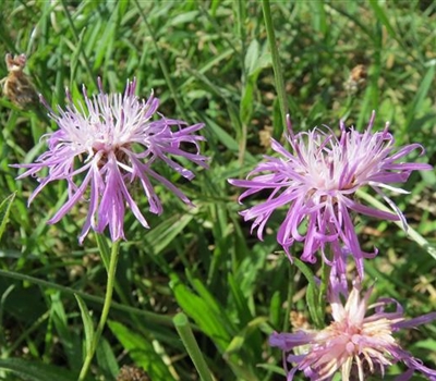 Centaurea jacea